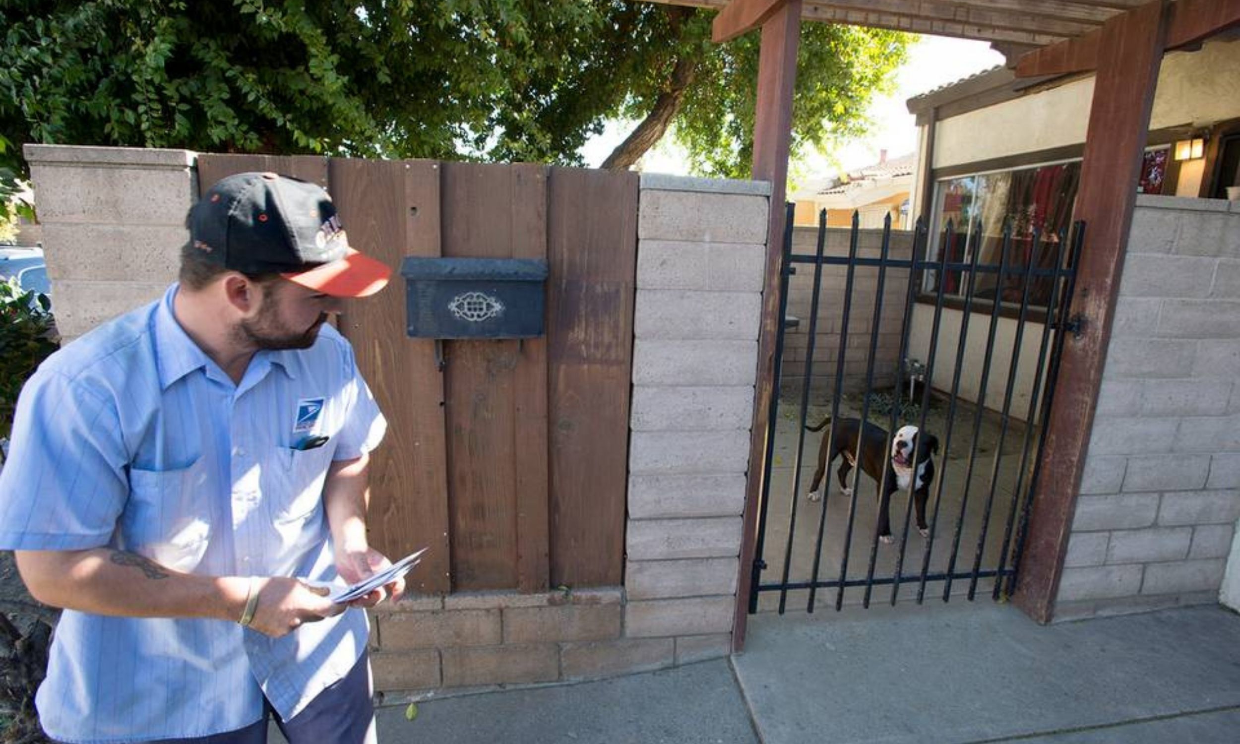 Sacramento Dog Attacks Raise Safety and Legal Concerns