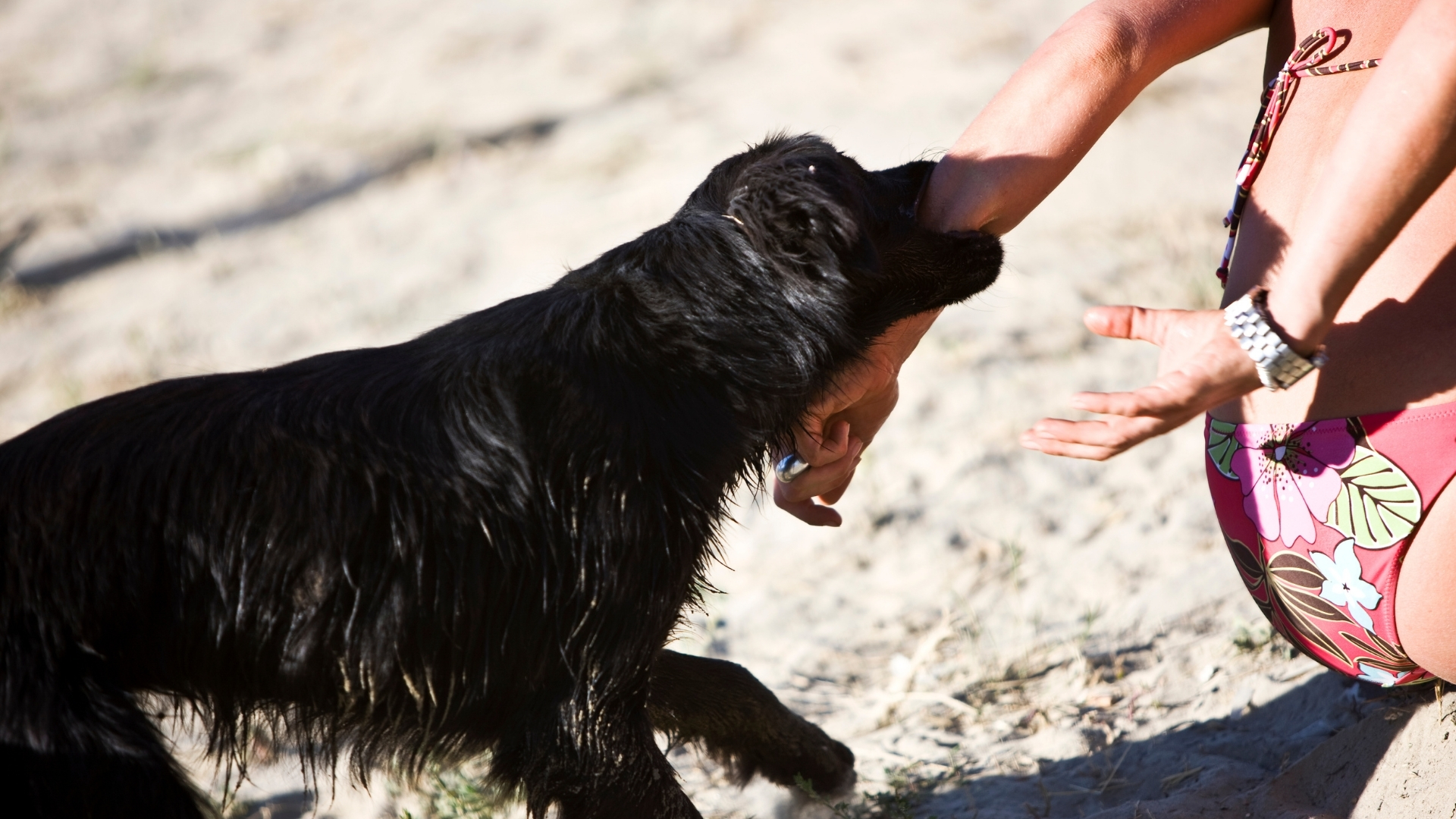 Who Pays When a Dog Bites a Child in Auburn?